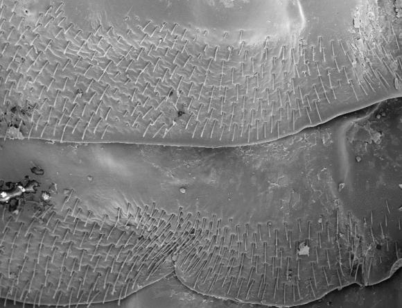 Scales on underside of Beetle Flea magnified 150x