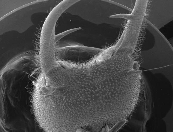 An ant's head magnified 45x