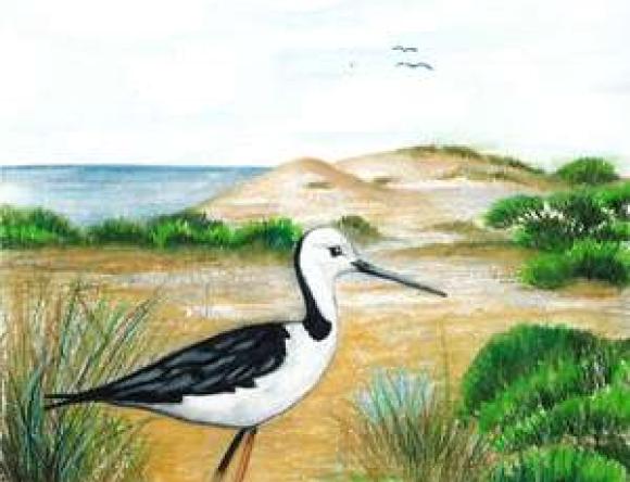 1st Yr5-6 Schools - Carla L, Wilderness School, SA