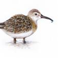 Shorebird Drawing