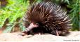 Image credit: Taronga Zoo