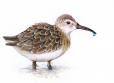 2020 Shorebirds Competition Schools 5-6
