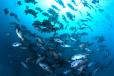 Ocean fish