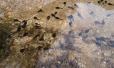 Tadpoles