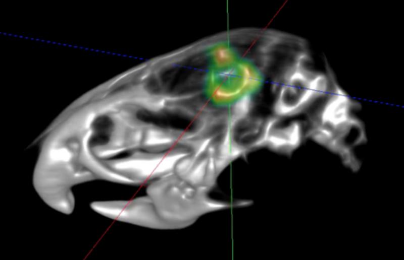 Cyclotron PET scan mouse