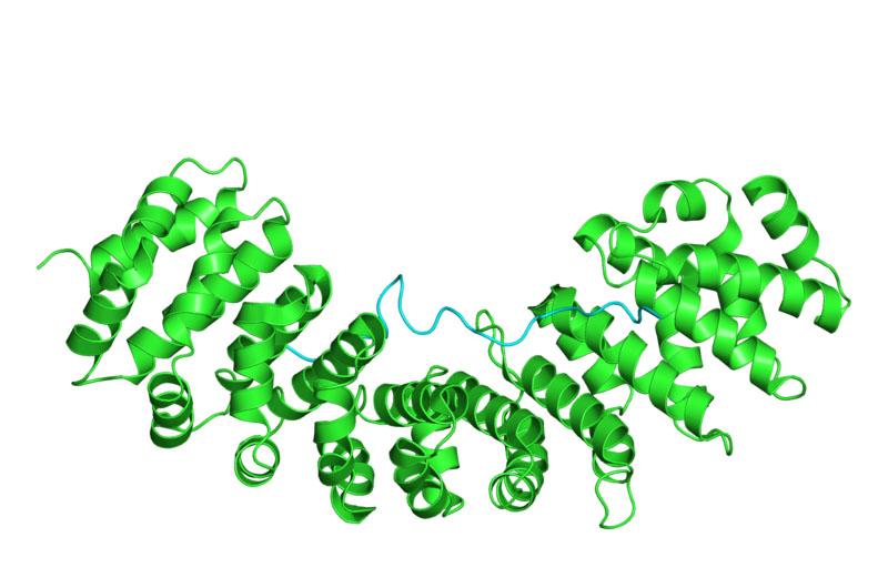 Nipah virus wprotein C terminus