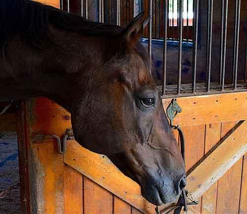 Lethal animal virus
