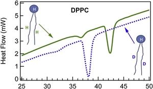 DPPC lipid transition temperature