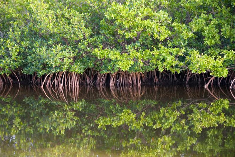 Mangroves