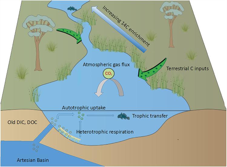 Conceptual model of carbon pathways
