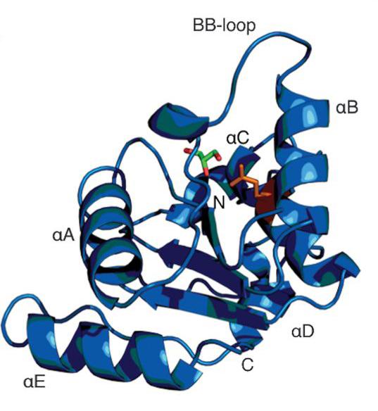SARM1 protein