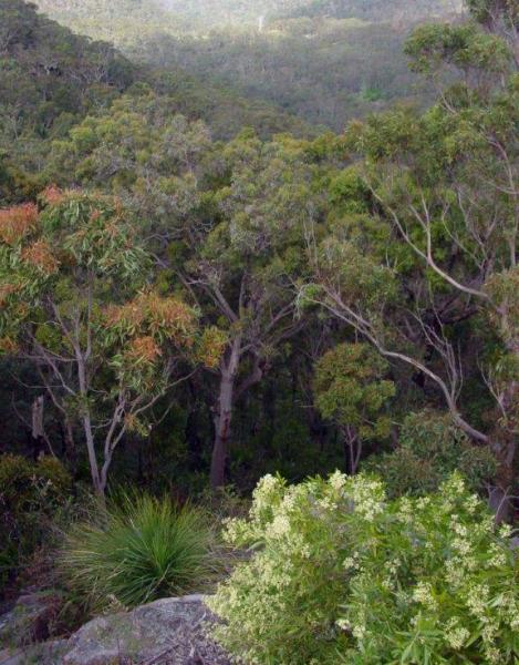 Woronora valley