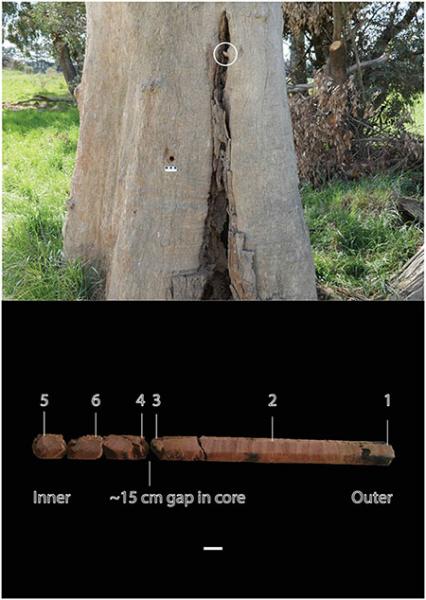Culturally modified tree and core