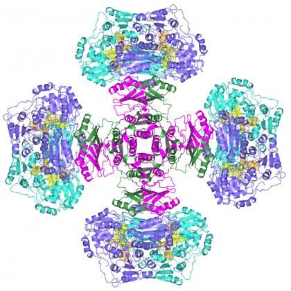 3D structure enzyme