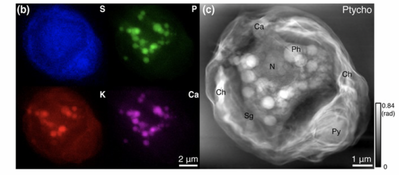 Elemental mapping nanoprobe beamline