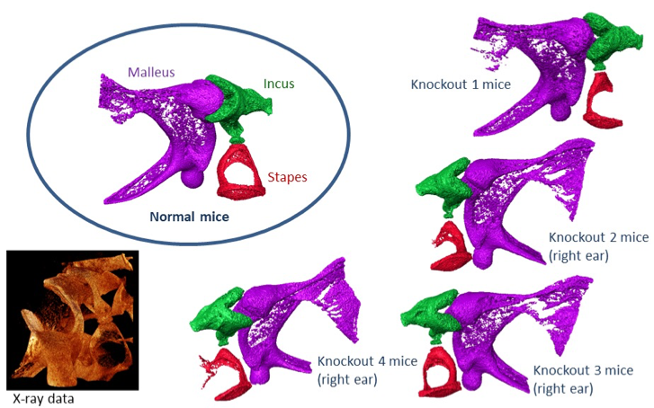 Tomography data collected for mouse middle-ear samples