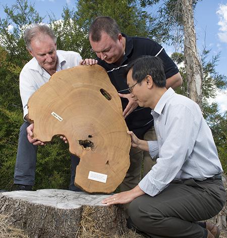 Scientists with tree ring