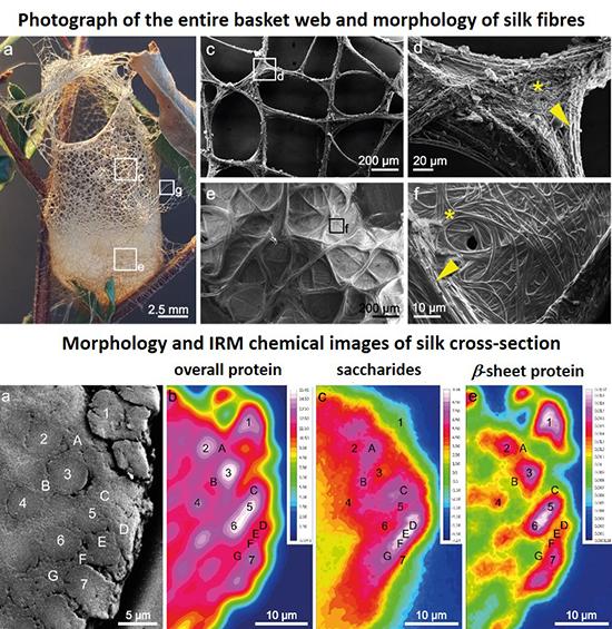 Morphology of spider web