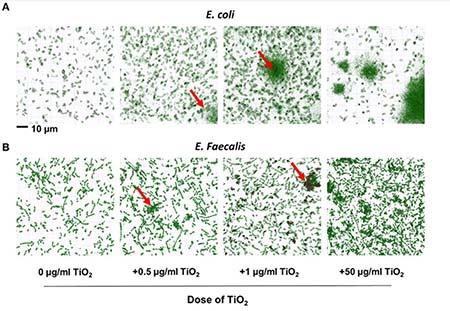 Biofilm formation