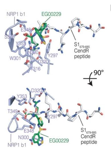COVID-19 structure neuropilin