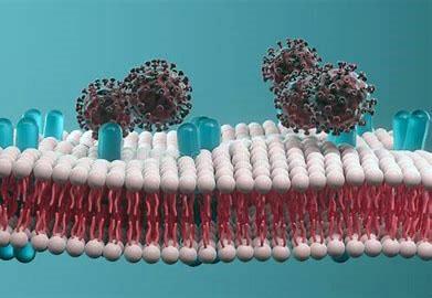 cell surface with lipids and cholesterol