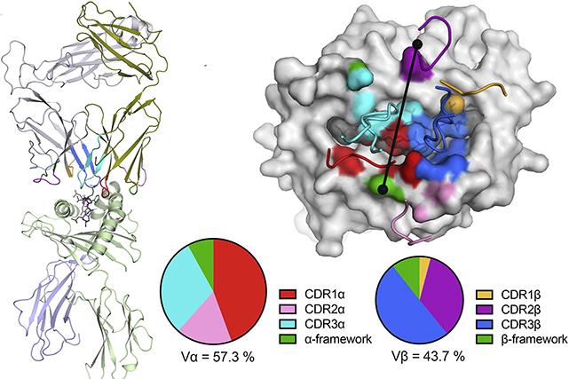 Structure of ternary complex