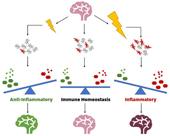 Ionising radiation modulates inflammatory response in a healthy brain by altering microglial functional states