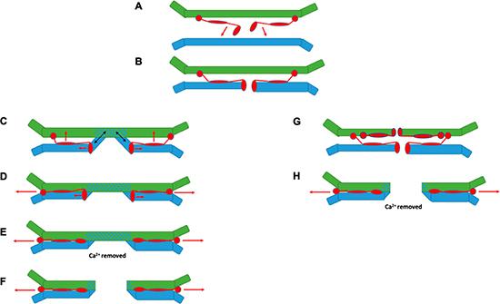 Membrane fusion