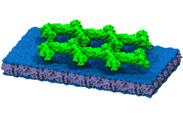 Membrane Simulation