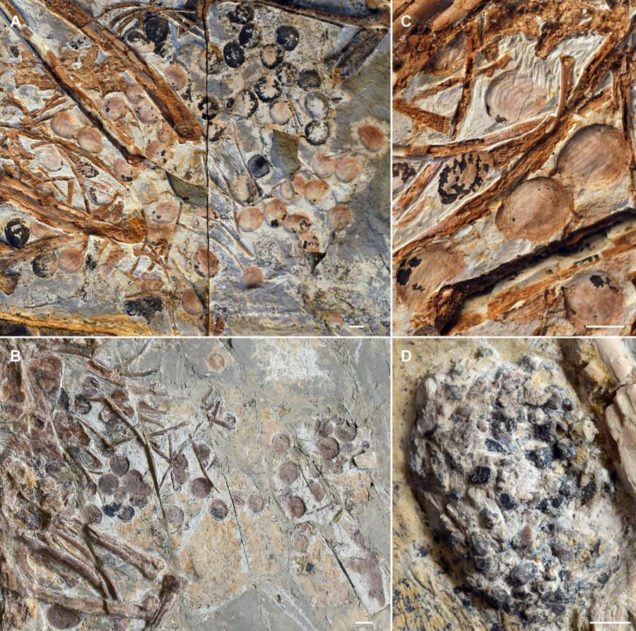 lax_74751_elife-74751-fig3-v1.tif_ Seeds preserved in the abdominal area of selected Jeholornis prima specimens. Credit: eLife 11:e74751