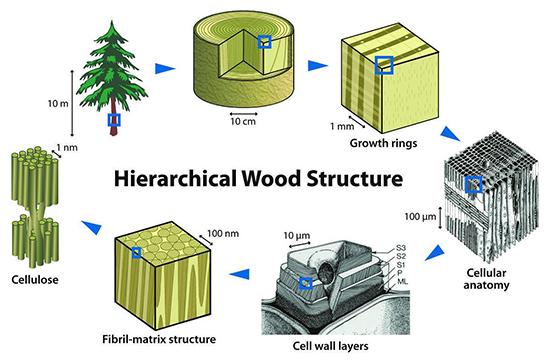 Hierarchical wood structure