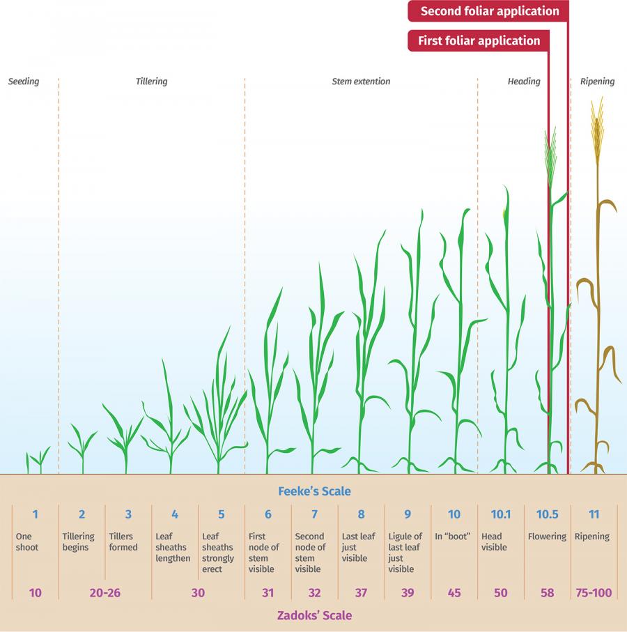 Wheat crop growth cycle