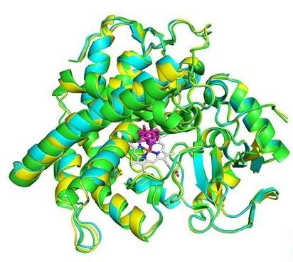 cytochrome p450 steroid binding
