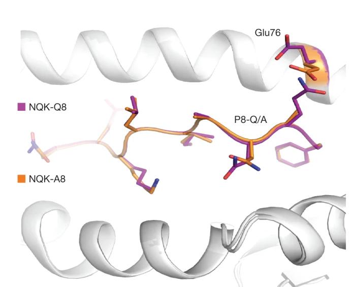 Protein structure