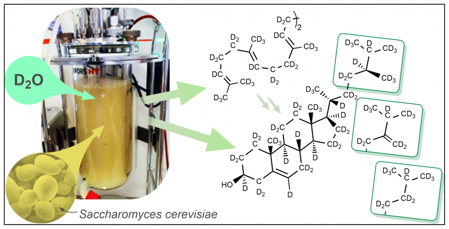 Growth of yeast in a bioreactor and the chemical structures of sterols produced