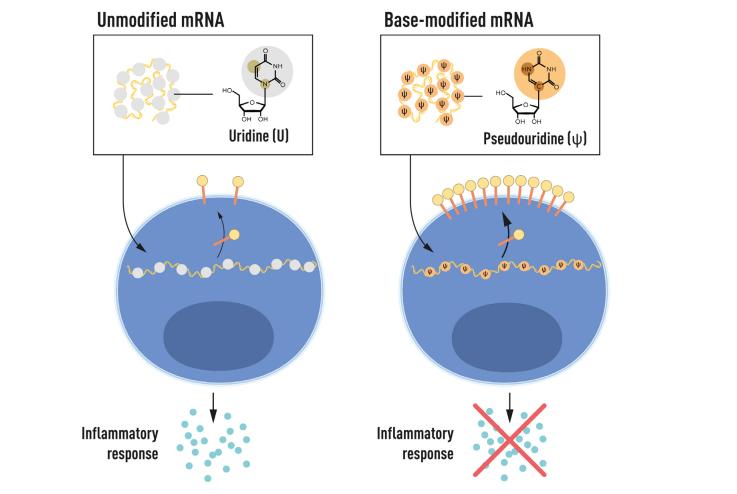 mRNA COVID.