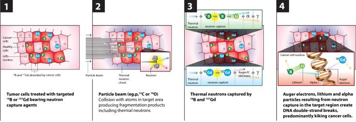 Physics of neutron capture enhanced particle therapy