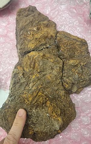 Fossilised gut with contents.