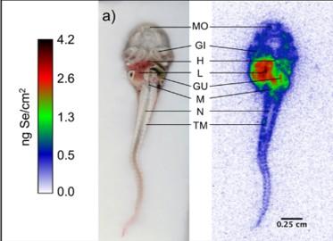 Tadpole