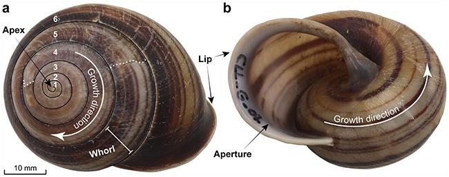 Biggenden banded snail