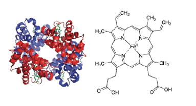 Hemoglobin research selections_figure 1