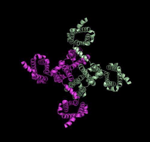 sodium channel 2