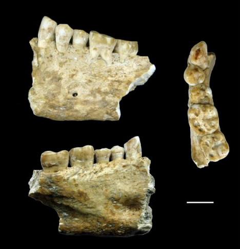 Anicent jaw bone news image