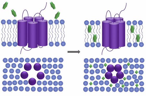 TSPO membrane protein