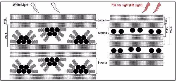 Photosynthesis_figure