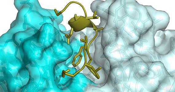 AD peptide interacting with drug (SVI image)