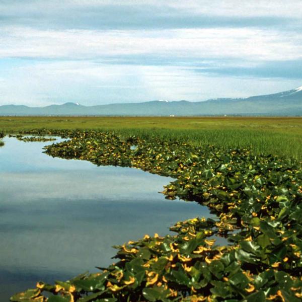 Wetlands information for students