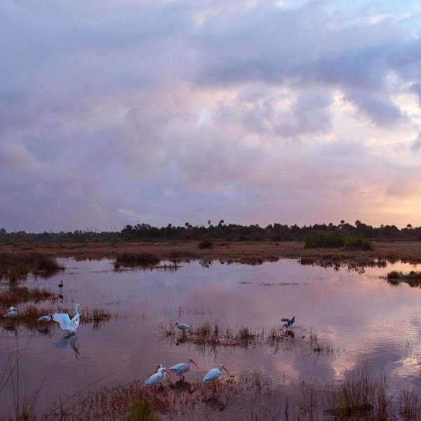 Shorebirds information for students