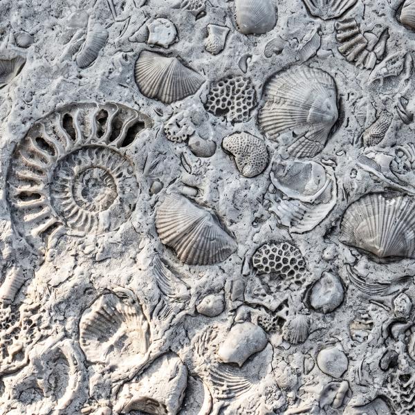 Marine fossils
