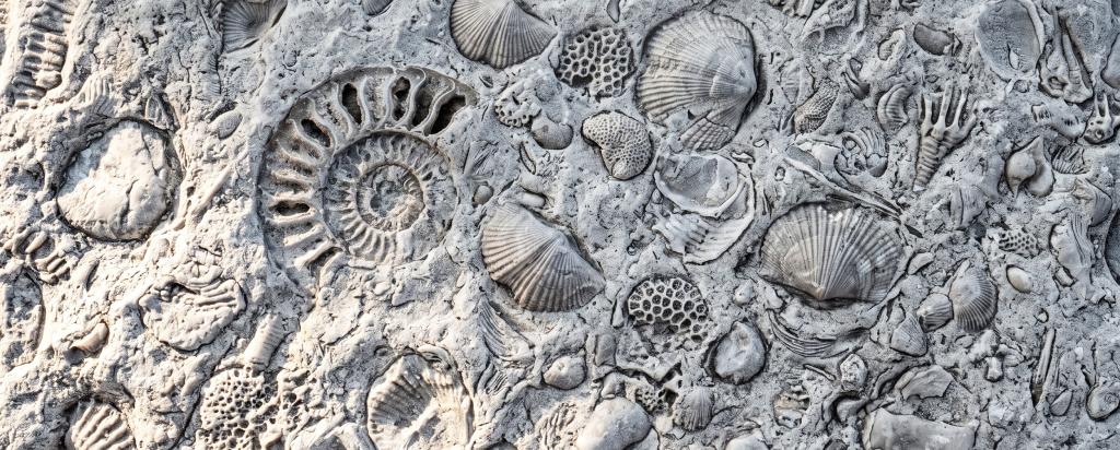 Marine fossils